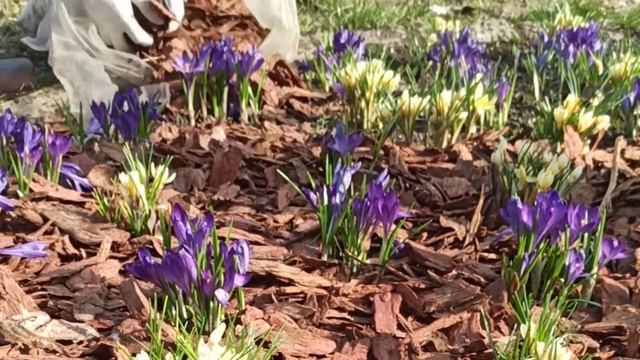 Мульчирование корой лиственницы смотреть онлайн