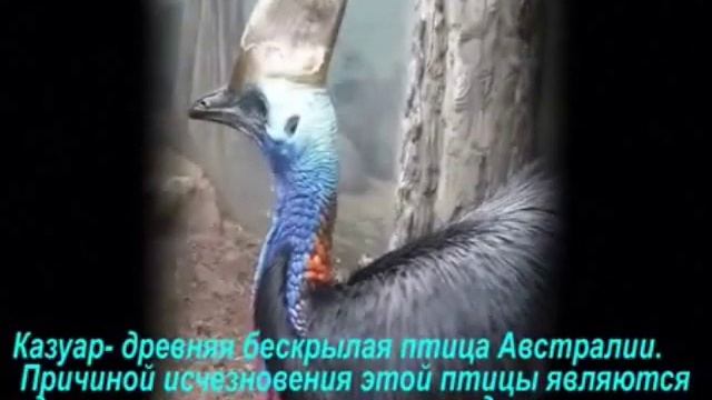 Международная Красная Книга смотреть онлайн