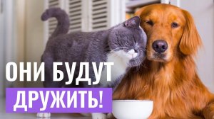 КАК ПОДРУЖИТЬ КОШКУ С СОБАКОЙ? Самый РАБОТАЮЩИЙ СПОСОБ ЗНАКОМСТВА животных!