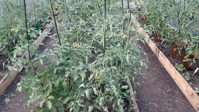 Томаты отошли, способ с уксусом и доломитовой мукой помог! смотреть онлайн