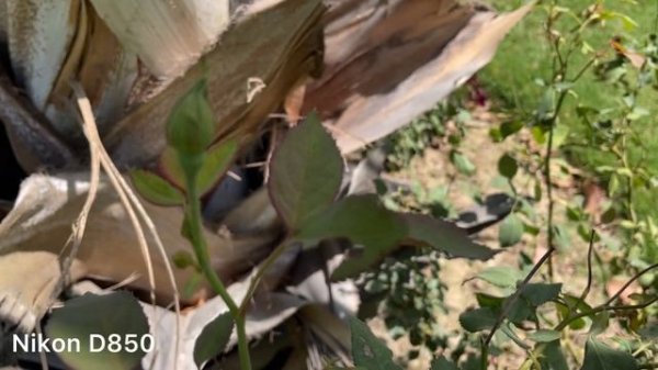 Nikon Z8 vs Nikon D850 Camera Test