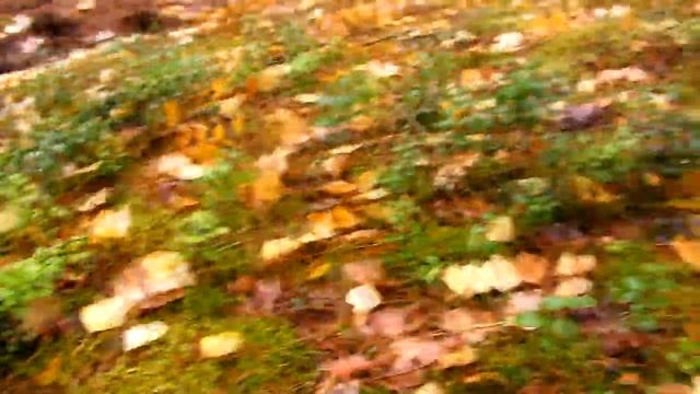 КАКИЕ ГРИБЫ ВСТРЕЧАЮТСЯ В ЛЕСУ В ОКТЯБРЕ? Какие собирать, а какие нет. 0+ смотреть онлайн
