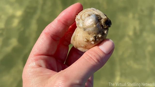 Episode 88: Ft. Myers Beach Post Hurricane Ian (Virtual Shelling and Beach Walk!) смотреть онлайн