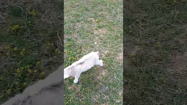 меня козы атаковали 😂🤣🥴 смотреть онлайн