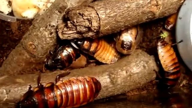 šváby-gromphadorhina portentosa смотреть онлайн