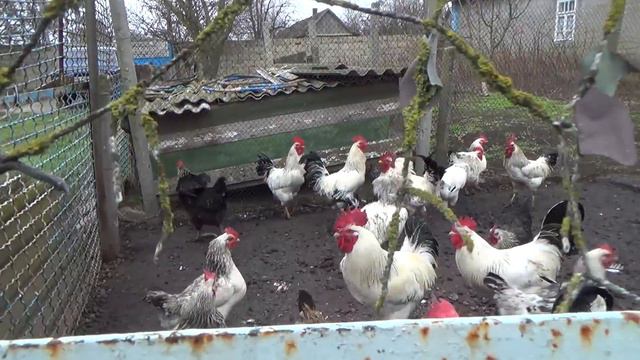 Петушиные бои смотреть онлайн