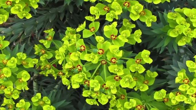 Медитация Альмин - по усвоению 12 пар чистых эмоций смотреть онлайн