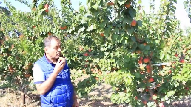 Саженцы Абрикоса Модагор&Августина до 40 кг на каждом дереве 5×3м сорт с отличными качествами смотреть онлайн