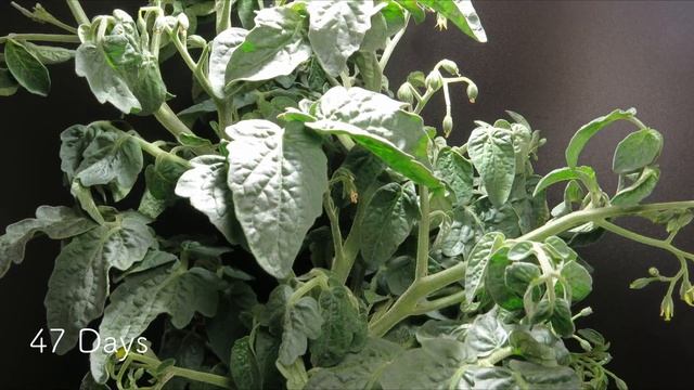 Tiny Tim Tomato Grow from Seeds | 82 Days Timelapse смотреть онлайн