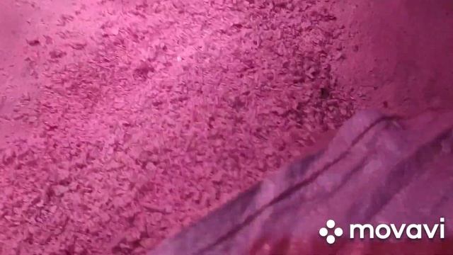 Как часто нужно убираться в Курятнике? смотреть онлайн