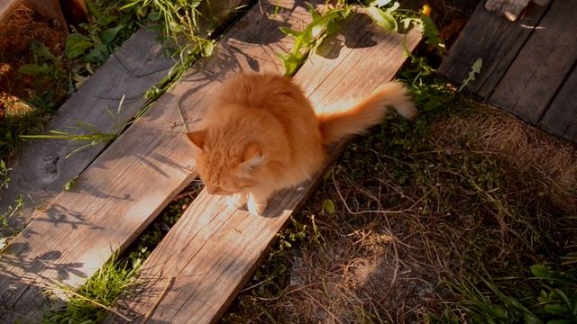 Осенний марафон | 1 книга | Викторианская эпоха смотреть онлайн