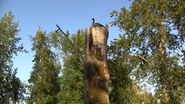 Snag: Canada Goose. Канадская казарка на сухом дереве (504sp) смотреть онлайн