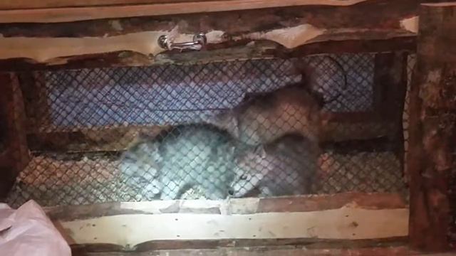 Щенки хаски - реакция на гитару смотреть онлайн