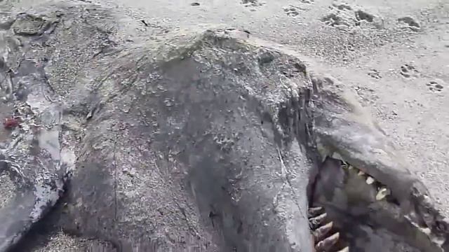 ДИНОЗАВРЫ НЕ ВЫМЕРЛИ!!! СЕНСАЦИЯ. НАЙДЕН ТРУП ДИНОЗАВРА.