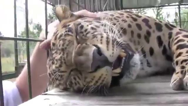 Самый ласковый хищник) смотреть онлайн