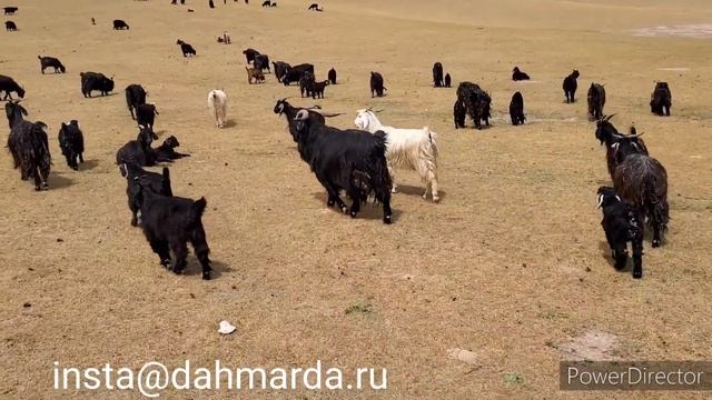 Таджикская порода коз Ходжи Хола в Шахритусе и овцы породы джойдори из Пенджикентского района смотреть онлайн