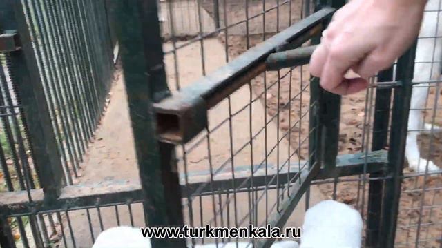 Веселый переезд. Алабайчики подросли. смотреть онлайн
