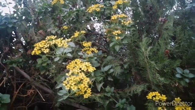 Our autumn garden?Осенний сад смотреть онлайн