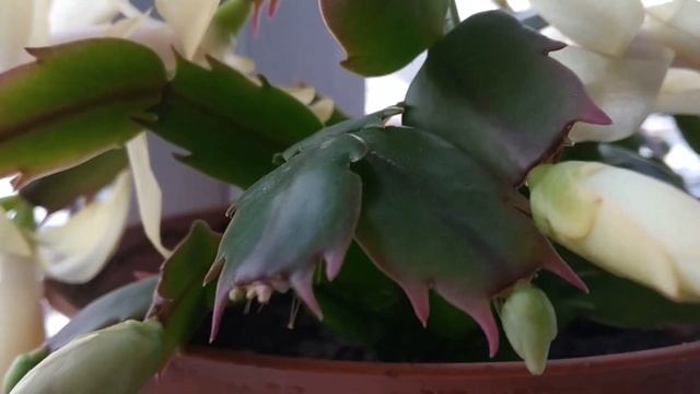 ЗИГОКАКТУС ШЛЮМБЕРГЕРА (Декабрист). Удобрение для пышного цветения. смотреть онлайн