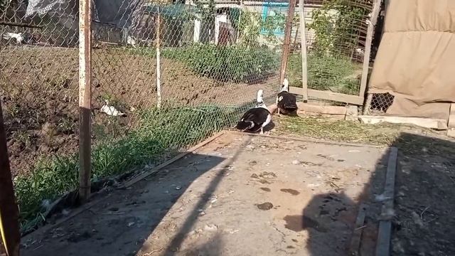 Утята стали очень хитрыми?Квочка самая опытная у меня и лучшая