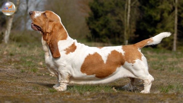 Basset Hound