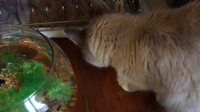 КОШКА МУСЯ НАБЛЮДАЕТ ЗА ПЕТУШКОМ ГЕКТОРОМ! КОРМИМ РЫБКУ! смотреть онлайн