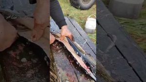 Как просто разделать щуку.
