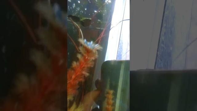 Высокий аквариум смотреть онлайн