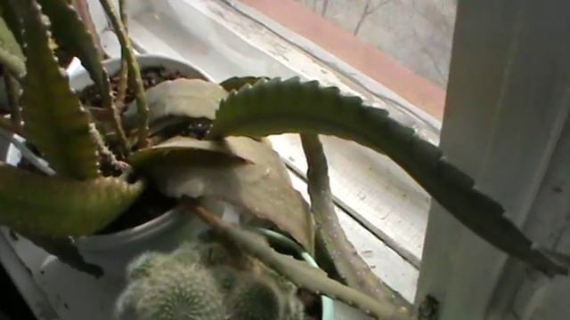 Розовые цветы у кактуса, кактус цветёт в апреле на подоконнике смотреть онлайн