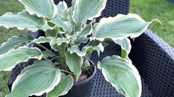 Хоста Sultans of Swing