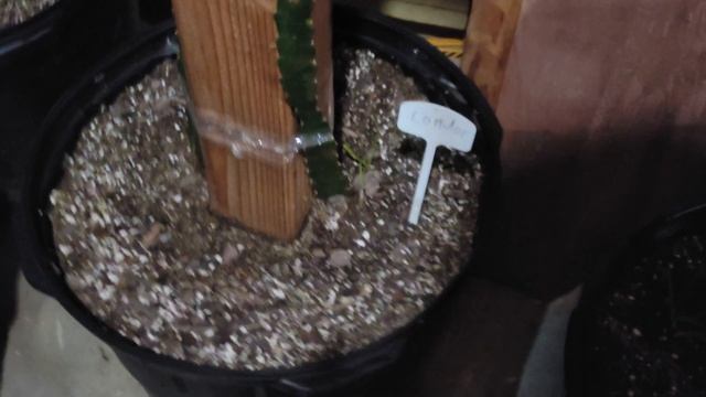 Plant Showcase #7: Selenicereus Undatus The Dragonfruit Cactus смотреть онлайн