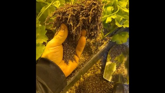 Пересадка тысячи пеларгоний