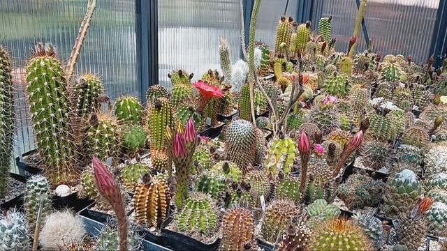 Кактусы мои нежные...... смотреть онлайн