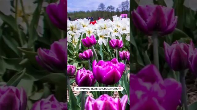 🌷Волинська Голландія🌷- мандрівка травня! смотреть онлайн