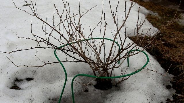 Как защитить садовые растения от тли смотреть онлайн