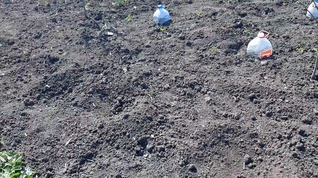 СЕКРЕТ посадки огурцов, для хорошего урожая//первая клубника для внучка // смотреть онлайн