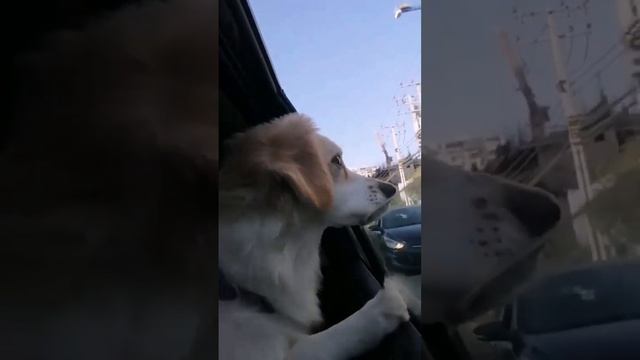 #shakira #2023 #chile ## #viral #foryou смотреть онлайн