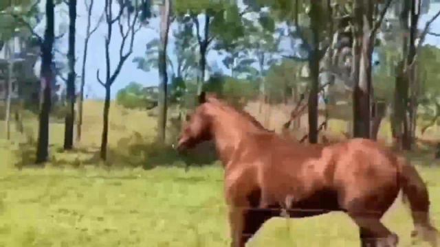 Breeds That Make Up a Quarter Horse World Most Popular Horse Breed #secretanimals смотреть онлайн