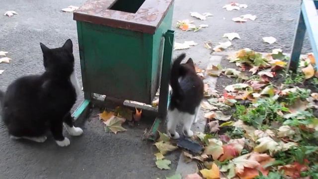 очень дикий котёнок) смотреть онлайн