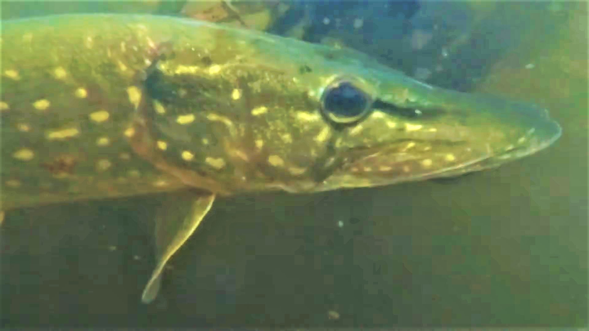 Осенняя рыбалка на щуку Где ловить щуку осенью.