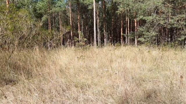 Берлин Дед Матвей идёт по грибы Японский сад Быть добру смотреть онлайн