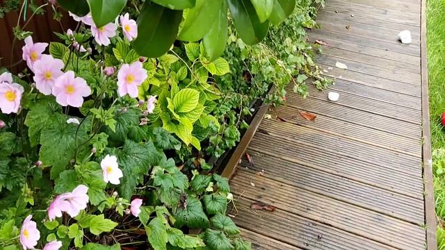 Барабанный УЗВ фильтр для пруда с рыбками, невероятный эксперимент. смотреть онлайн