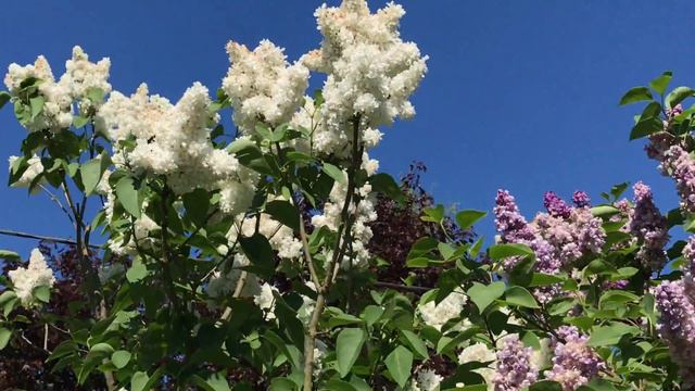 Lilas commun ou français 'Syringa vulgaris' Aquarelle de couleurs et symphonie de parfums. смотреть онлайн