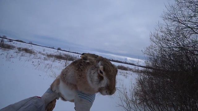 Охота на зайца после оттепели и метели. смотреть онлайн