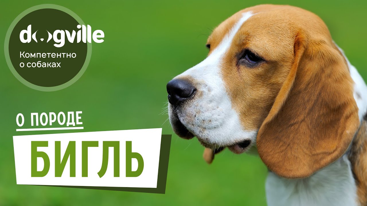 Бигль - О породе - Как выбрать щенка Бигля? смотреть онлайн