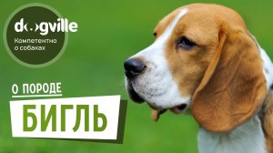 Бигль - О породе - Как выбрать щенка Бигля?