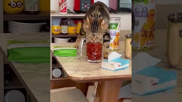 Ты не ты, когда голоден