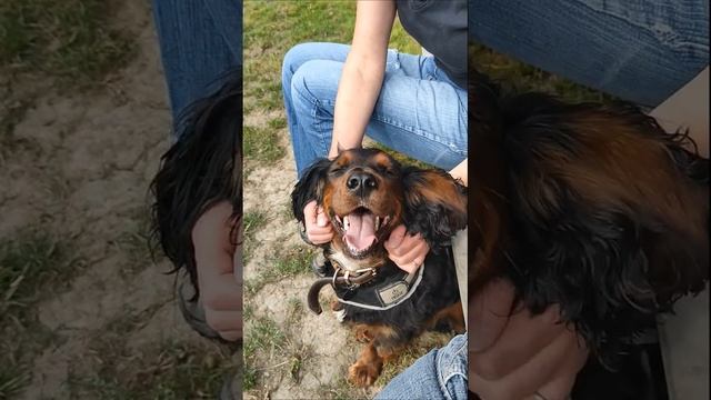 Happy dog Lenny смотреть онлайн