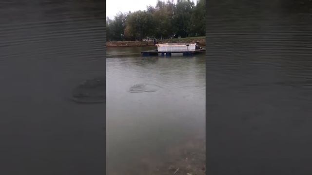 Ловля форели на спиннинг ультралайт. Форелевая рыбалка / Рыбалка в ДУРЫКИНО смотреть онлайн