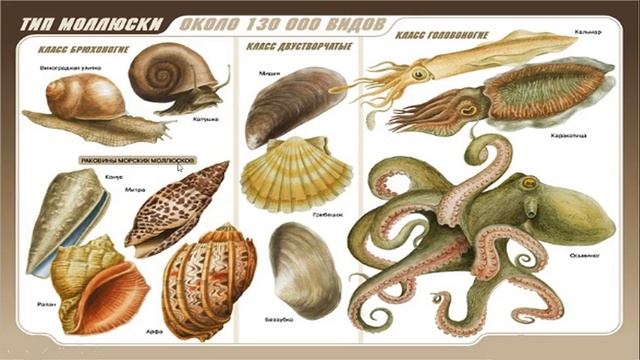 Урок №11 "Тип Моллюски" смотреть онлайн